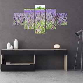 Obraz pola z lawendą (125x70 cm)
