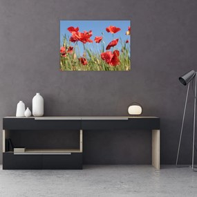 Obraz - Maki (70x50 cm)