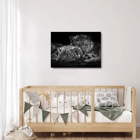 Obraz na szkle - Odpoczywające gepardy (70x50 cm)