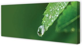 Duży obraz na płótnie Liść i Kropla Wody