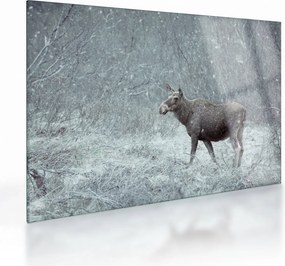 Obraz na szkle - Łoś w śnieżnym lesie (70x50 cm)