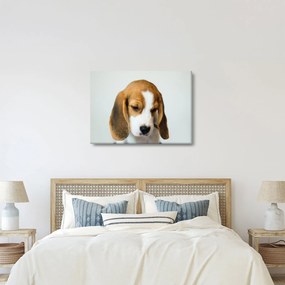 Obraz Beagle (70x50 cm)