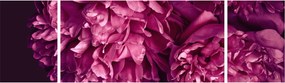 Obraz - Kwiaty piwonii (170x50 cm)