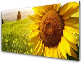 Dekor Szklany do Kuchni Złoty Słonecznik W Słońcu