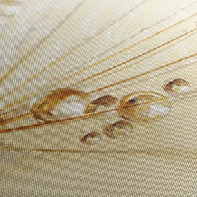 Obraz - Zdjęcie makro mniszka lekarskiego (170x50 cm)