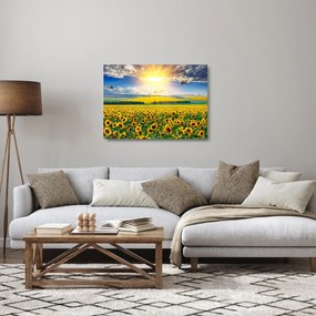 Obraz na szkle - Pole słoneczników (70x50 cm)