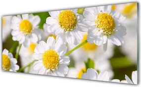 Panel nad blat kuchenny Stokrotki w Promieniach Słońca