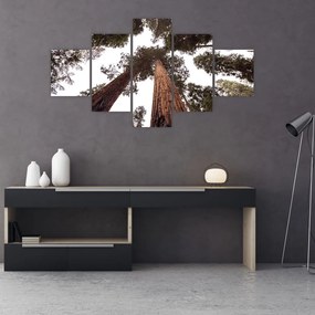 Obraz - Widok przez korony drzew (125x70 cm)