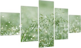 Obraz - Poranna rosa na źdźbłach trawy (125x70 cm)