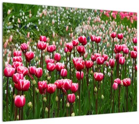 Obraz na szkle tulipanów (70x50 cm)