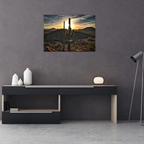 Obraz - kaktusy w słońcu (70x50 cm)