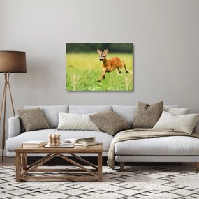 Obraz - Sarna (70x50 cm)