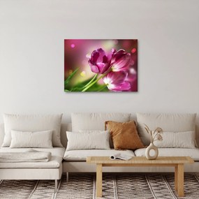 Obraz różowych tulipanów (70x50 cm)