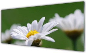 Szkło Ozdobne do Kuchni Delikatna Stokrotka Polna