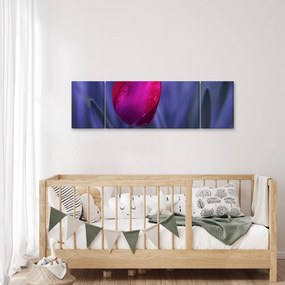 Obraz pąka tulipana (170x50 cm)