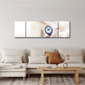 Obraz - Kotek (170x50 cm)