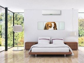 Obraz Beagle (170x50 cm)