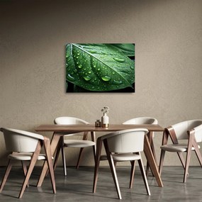 Obraz na szkle - Szczegół liścia po deszczu (70x50 cm)