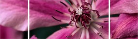 Obraz różowego kwiatu powojnika (170x50 cm)