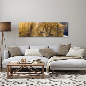 Obraz kota (170x50 cm)