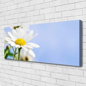 Obraz canvas Urok Polnej Stokrotki