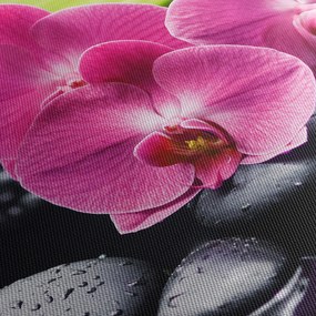 Obraz - Różowe orchidee z liściem palmy (125x70 cm)