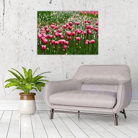 Obraz tulipanów (70x50 cm)