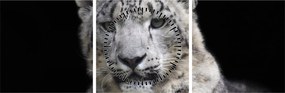 Obraz - Snow Leopard (z zegarem) (90x30 cm)