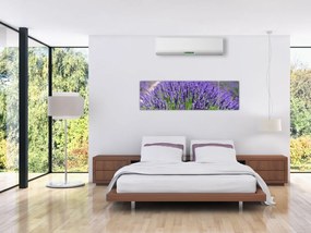 Obraz - lawenda (170x50 cm)