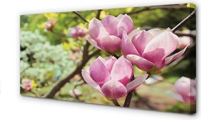 Obraz canvas na ścianę Drzewa Magnolii