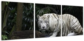 Obraz - Tygrys albinos (z zegarem) (90x30 cm)