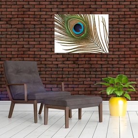 Obraz pawich piór (70x50 cm)