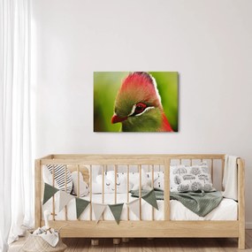 Obraz kolorowego ptaka (70x50 cm)