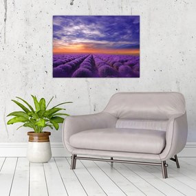 Obraz na szkle lawendowego pola (70x50 cm)