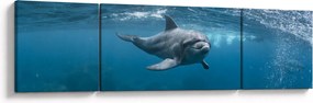 Obraz - Delfin pod wodą (170x50 cm)