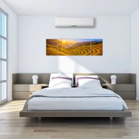 Obraz - Pole ryżowe w Wietnamie (170x50 cm)