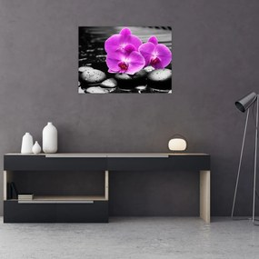 Obraz - Fioletowe orchidee (70x50 cm)