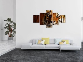 Obraz tygrysa (125x70 cm)