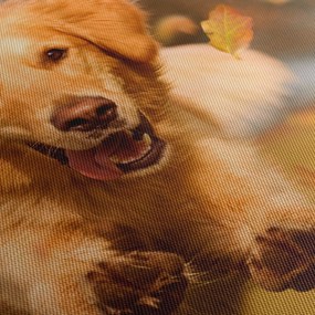 Obraz - Golden Retriever (170x50 cm)