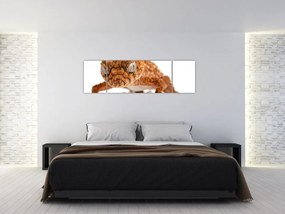 Obraz jaszczurki (170x50 cm)