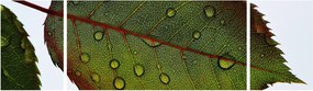Obraz - Liść róży (170x50 cm)