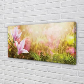 Duży obraz na płótnie Drzewa Magnolii w Słońcu