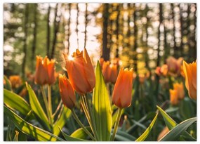 Obraz na szkle - kwiaty tulipanów (70x50 cm)