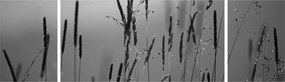 Obraz - źdźbła trawy (170x50 cm)
