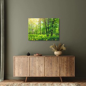Obraz na szkle - Wiosenny las liściasty (70x50 cm)