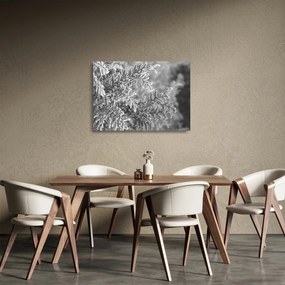 Obraz na szkle - Las świerkowy (70x50 cm)