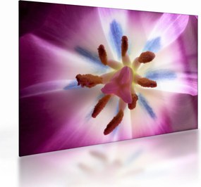 Obraz na szkle - Kwiat tulipana w szczegółach (70x50 cm)