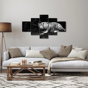 Obraz - Tygrys albinos, czarno - biały (125x70 cm)
