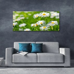 Obraz canvas Skromność Polnej Stokrotki