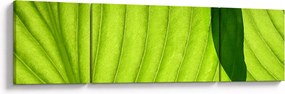Obraz - Szczegół zielonego liścia (170x50 cm)
